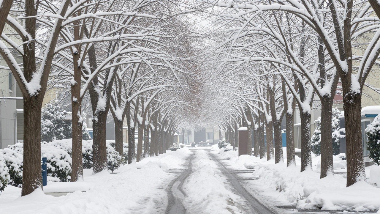 雪の朝の街路樹のイメージ