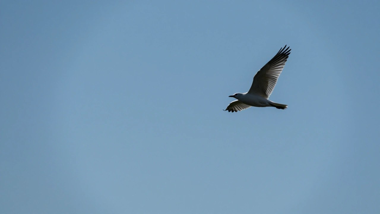 青空を飛ぶ鳥のイメージ