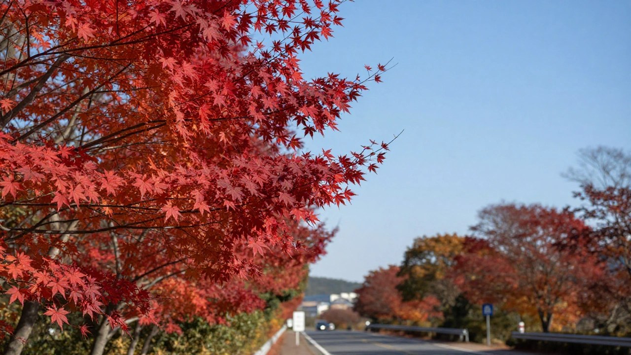 赤く色づいた紅葉の枝のイメージ